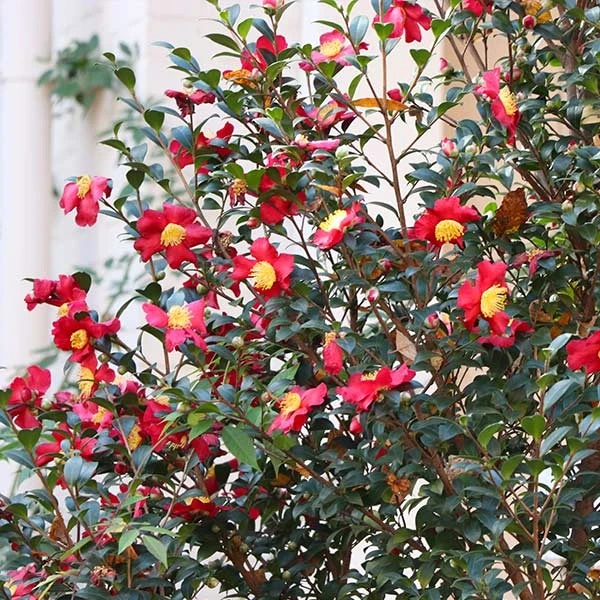 Yuletide Camellia Shrub 3 Yuletide Camellia Shrub