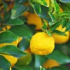 Yuzu Tree -Deals Blossom Vines Store Yuzu Citrus BB 600x600 7772497d 6d0d 427d 9803 494a5c769c72
