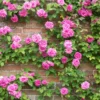 Zephirine Drouhin Climbing Rose -Deals Blossom Vines Store Zephirine Drouhin Rose 1 BB