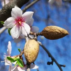 NE Plus Almond Tree 7 NE Plus Almond Tree -Deals Blossom Vines Store almond neplus3 400 01