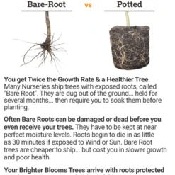 Okame Cherry Tree -Deals Blossom Vines Store bareroot vs potted 2018 mz 400 14