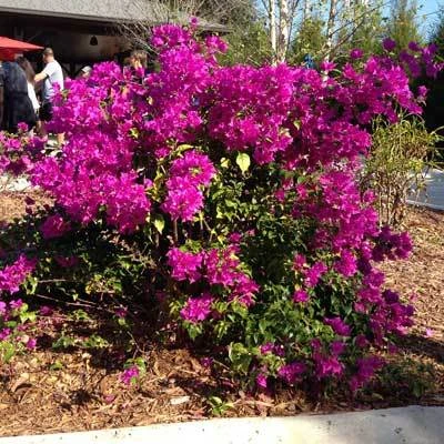 Purple Queen Bougainvillea Shrub 8 Purple Queen Bougainvillea Shrub - Image 6