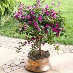 Purple Queen Bougainvillea Shrub 12 Purple Queen Bougainvillea Shrub -Deals Blossom Vines Store bougainvillea purple travis 400 01