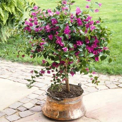 Purple Queen Bougainvillea Shrub 7 Purple Queen Bougainvillea Shrub - Image 5