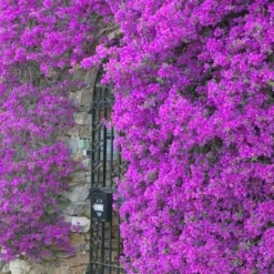 Purple Queen Bougainvillea Shrub 10 Purple Queen Bougainvillea Shrub -Deals Blossom Vines Store bougainvillea purple2 400 01