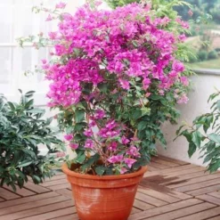 Purple Queen Bougainvillea Shrub 11 Purple Queen Bougainvillea Shrub -Deals Blossom Vines Store bougainvillea purplequeen 5 400 01