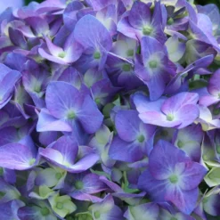 Let's Dance® Blue Jangles Hydrangea Shrub -Deals Blossom Vines Store hydrangea lets dance blue jangles 3