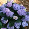 Let's Dance® Blue Jangles Hydrangea Shrub 2 Let's Dance® Blue Jangles Hydrangea Shrub -Deals Blossom Vines Store hydrangea lets dance blue jangles BB 600x600 43e7f12d 008f 477c 80d4 3c2e84c079d3