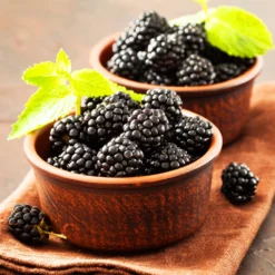 Kiowa Blackberry Bush 8 Kiowa Blackberry Bush -Deals Blossom Vines Store kiowa blackberry 3