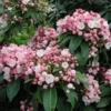Olympic Fire Mountain Laurel Shrub -Deals Blossom Vines Store laurel 220 01