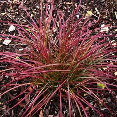 Little Miss Grass 4 Little Miss Grass - Image 2