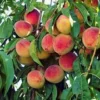 Majestic Peach Tree -Deals Blossom Vines Store majestic peach 220