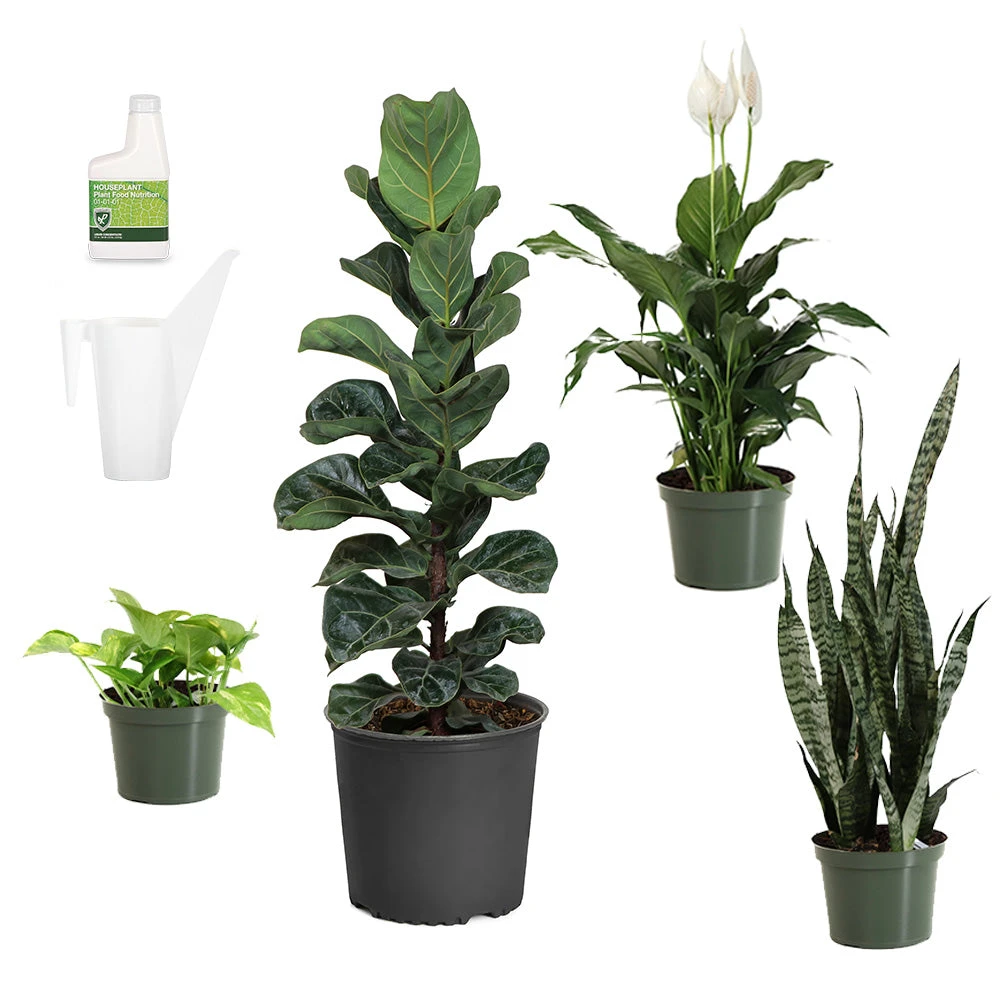 New Apartment House Plant Kit 4 New Apartment House Plant Kit - Image 2