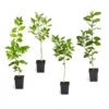 Citrus Tree Variety Kit -Deals Blossom Vines Store pkg 1 Mey Persian Lime Calomon Navel 1 2 1QT 600x600 1e8de3b7 70e0 497f a96d ce3392e14619