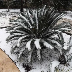 Sago Palm Tree 15 Sago Palm Tree -Deals Blossom Vines Store sago palm 8 BB