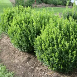 Sprinter® Boxwood Shrub -Deals Blossom Vines Store sprinter boxwood 1 BB