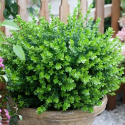 Sprinter® Boxwood Shrub -Deals Blossom Vines Store sprinter boxwood 3