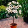 White Tropical Hibiscus Tree -Deals Blossom Vines Store white hibiscus tree 220