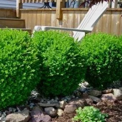Winter Gem Boxwood Shrub 7 Winter Gem Boxwood Shrub -Deals Blossom Vines Store wintergem1 400 01