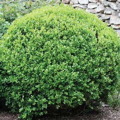 Winter Gem Boxwood Shrub 4 Winter Gem Boxwood Shrub - Image 2