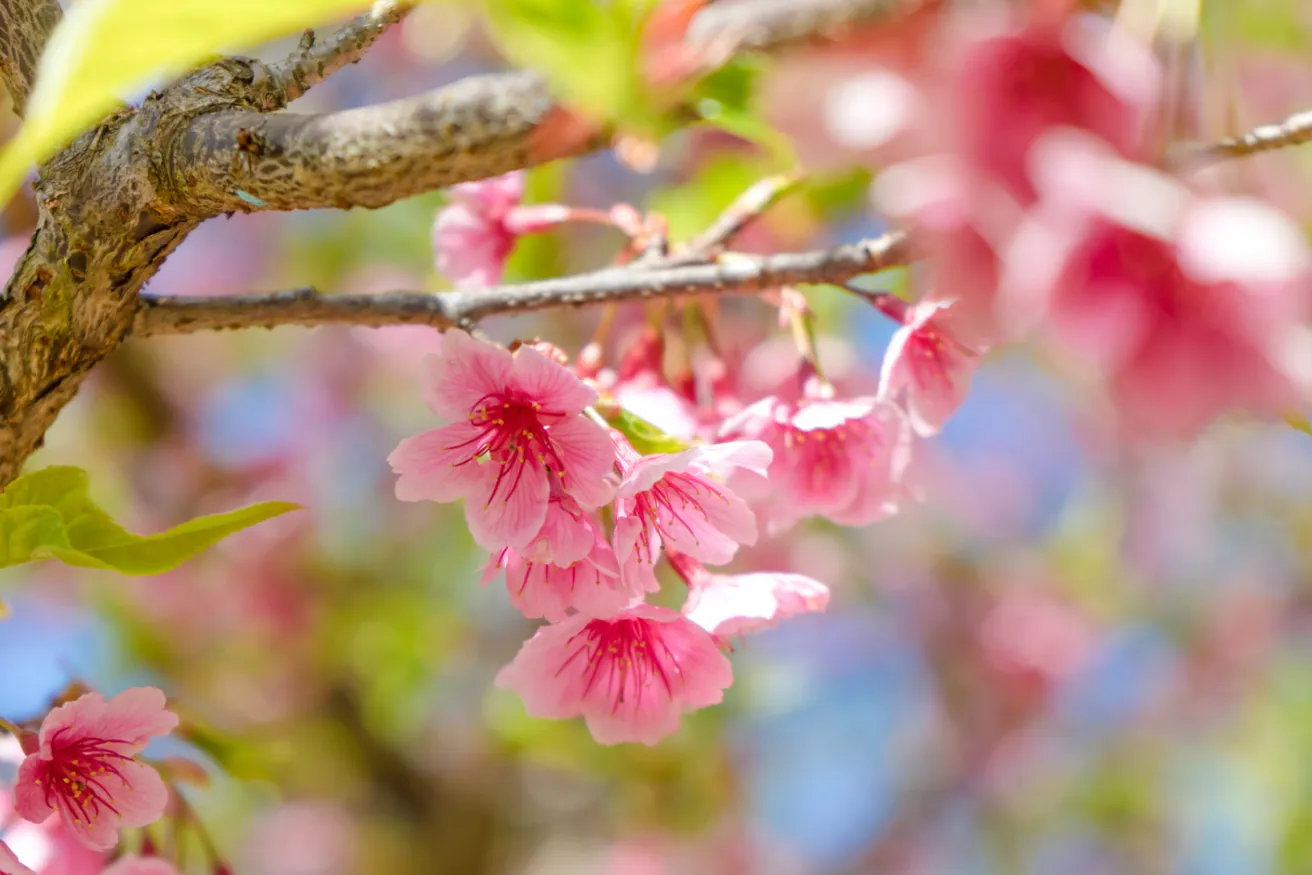 Deals Blossom Vines Store -Deals Blossom Vines Store flowering tree iStock 646742084.jpg